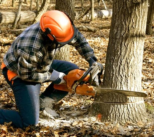 Tree Removal in Aston, PA